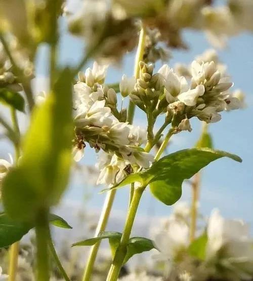 《乱搅荞麦糊》——后记：乱搅荞麦糊